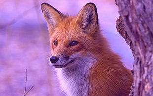 red Fox beside tree trunk in close-up photo